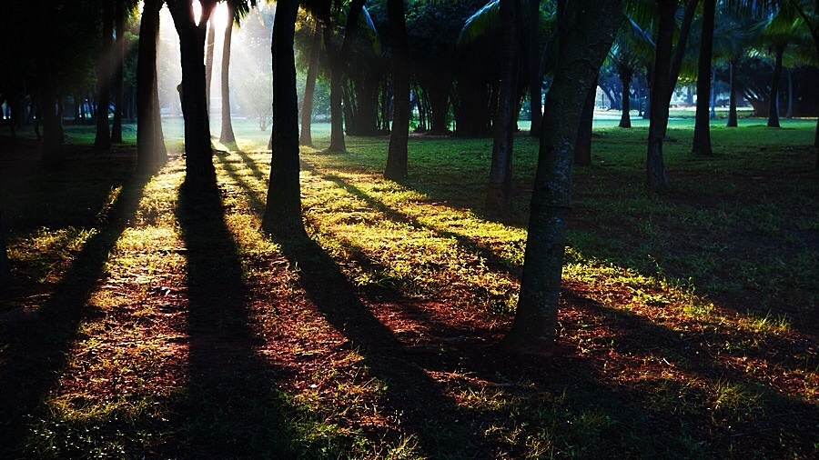 晨曦之光，揭秘看日出背后的生肖寓意与信任的力量