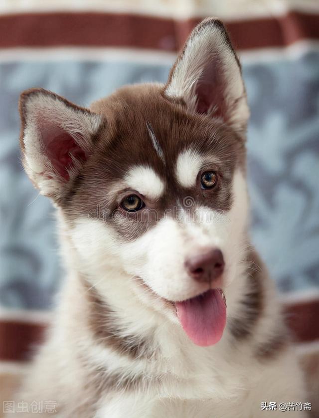 白眼狼打一生肖，深度解析与智慧思考