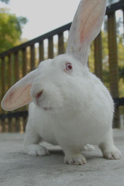 童心未泯，生肖中的不老神话—兔