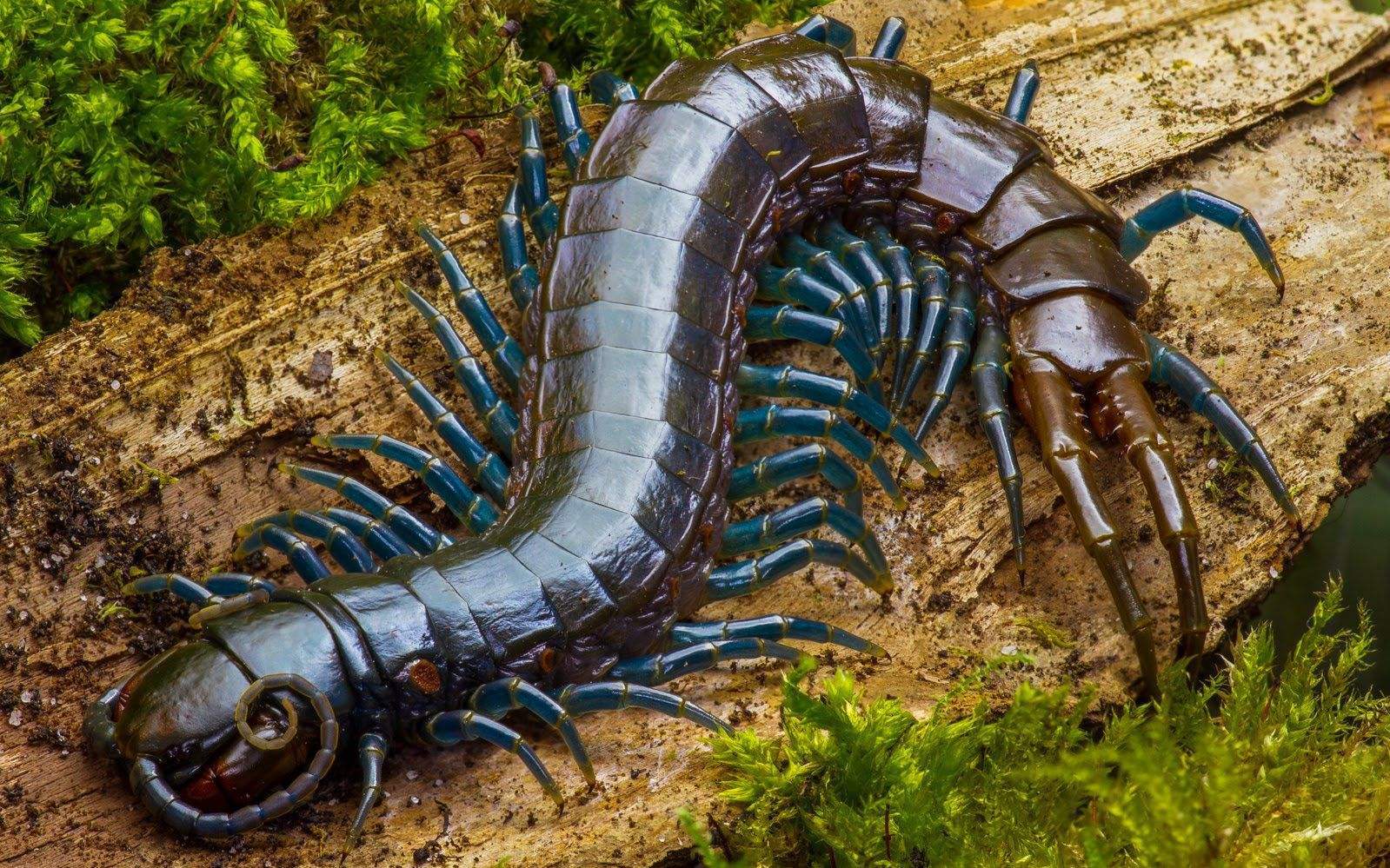 蜈蚣代表什么生肖，非凡解释落实