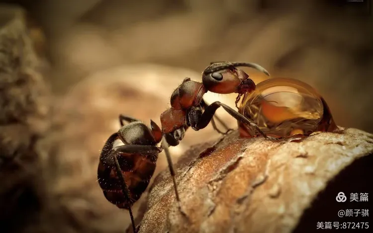 蝼蚁得志猜一动物，选择解释落实
