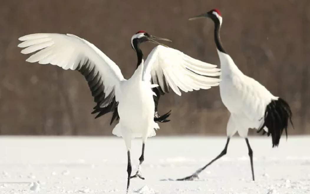 仙鹤与生肖的神秘联系，探寻文化深意与象征寓意