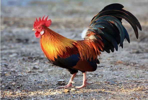 十二生肖之鸡,非凡的寓意与文化落实 十二生肖之鸡,非凡的寓意与文化落实