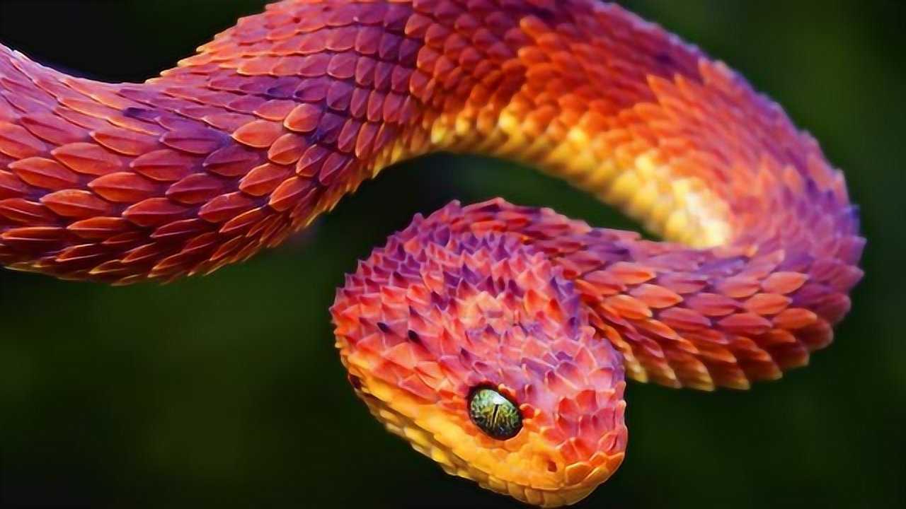 装腔作势与生肖的微妙联系，揭秘蛇的独特之处