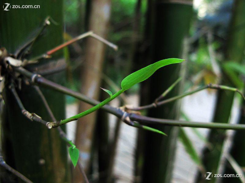 节外生枝，生肖鼠的智慧与哲理