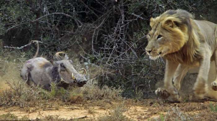 瓮声瓮气，揭秘背后的动物谜团与时代解释的落实