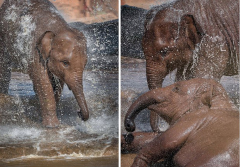 揭秘小象背后的生肖之谜，真相与解释