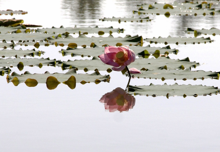 萍水相逢的生肖之谜，探寻十二生肖中的神秘邂逅