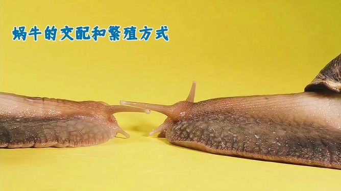 秋雨绵绵中的团结之谜—解密蜗牛的寓意 秋雨绵绵中的团结之谜—解密蜗牛的寓意