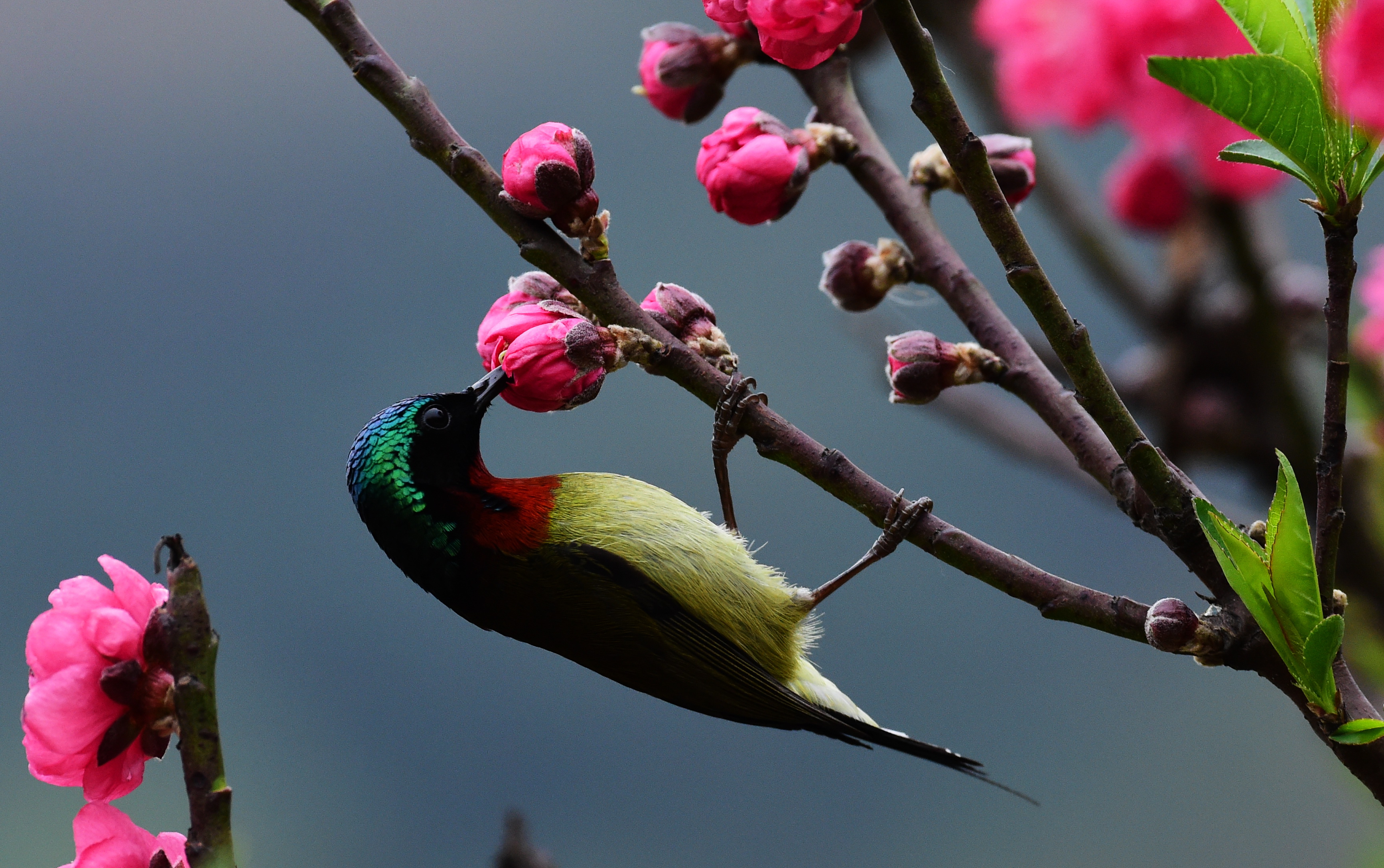 鸟语花香，生肖中的诗意与自然