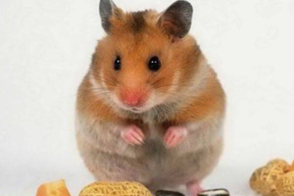 十二生肖中的四面八方之友—生肖鼠