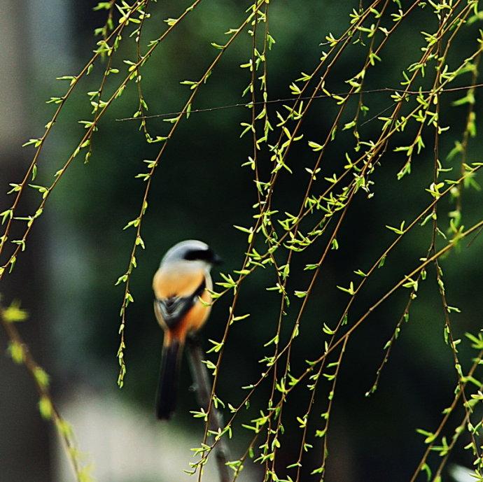 甲乙生肖之谜，探寻传统文化的智慧与趣味