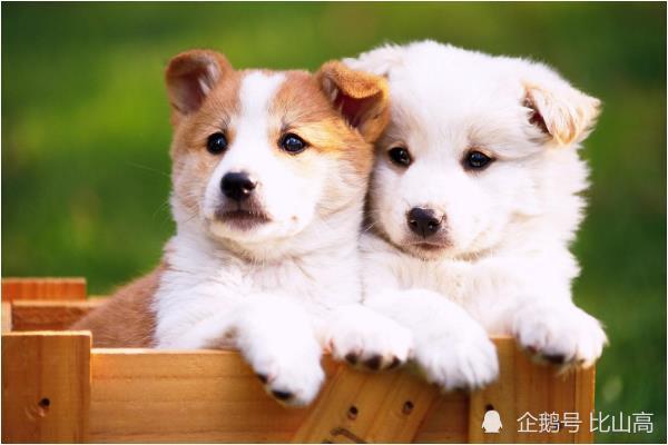 贵人相伴，揭秘狗的生肖贵人