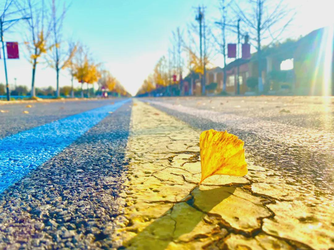 岁月流转，生肖之谜—解读年老色衰背后的智慧与选择