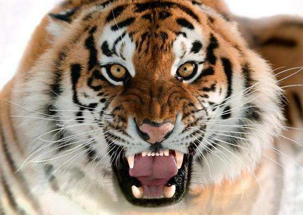 凶残的动物是什么生肖，相信作答落实解释