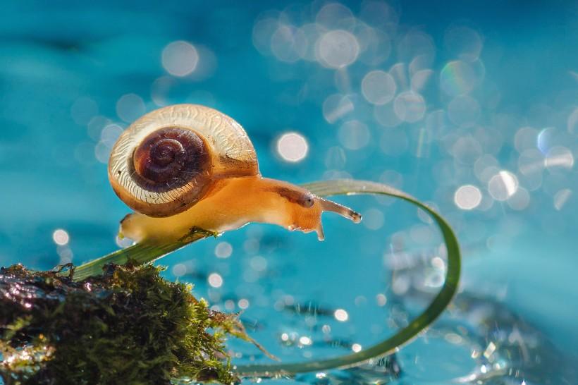 慢条斯理打一生肖，探寻生肖中的稳重派