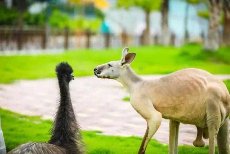 活灵活现猜一动物，背后的坚韧与不屈