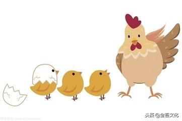 十二生肖中的爱管闲事冠军，生肖鸡的定量解析