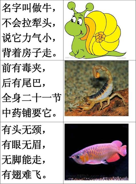 显而易见猜一动物，定量解释与落实的智慧