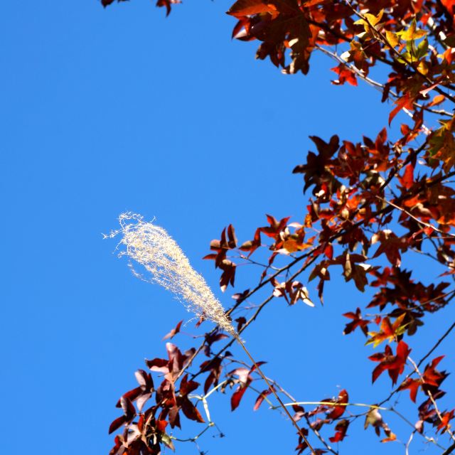 崭露头角,揭秘生肖中的新星 崭露头角,揭秘生肖中的新星