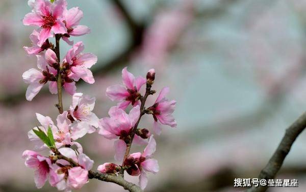 桃花初开是指什么生肖，实证解释落实