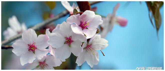 红杏出墙指什么生肖，一场误导解释的落实与反思