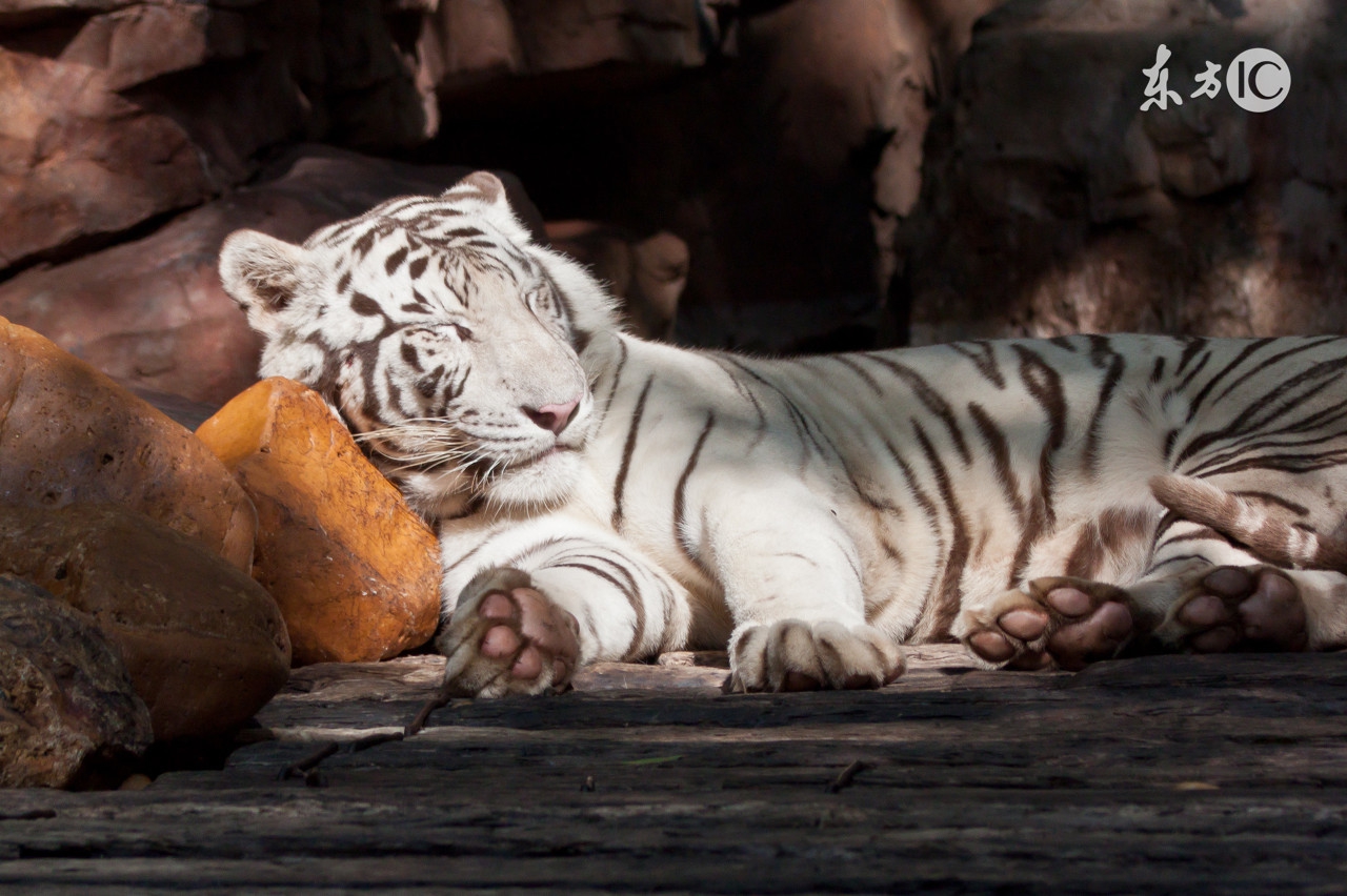 面目一新与积极行动，解锁生命中的蜕变之虎