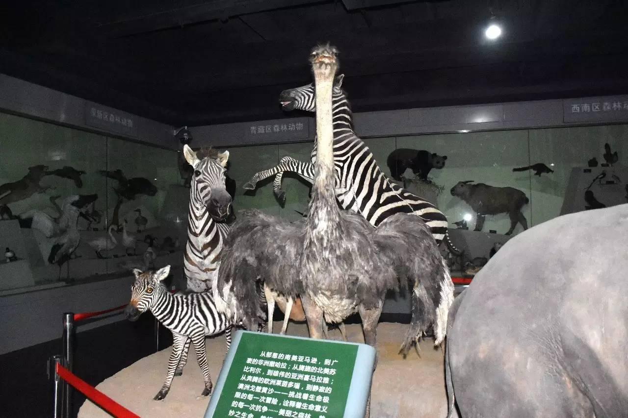 揭秘前赴后继之谜，探寻背后的动物寓意与智慧