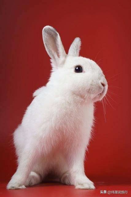 探秘可大可小的生肖之谜，解密兔子的智慧与灵动