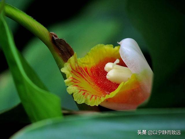 豆蔻年华与生肖之谜，揭秘兔的独特寓意