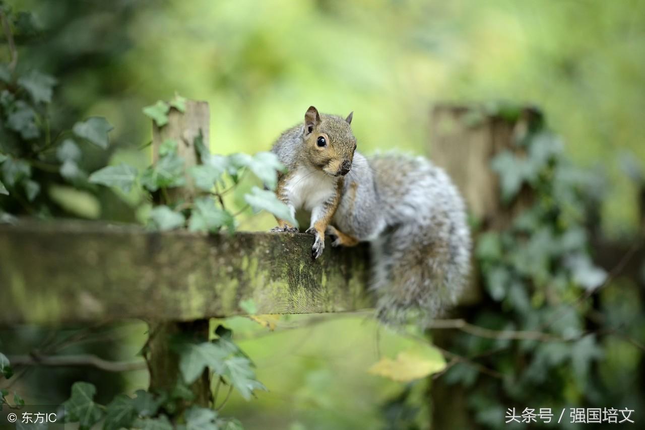 揭秘手忙脚乱背后的生肖奥秘，全面解析与文化寓意