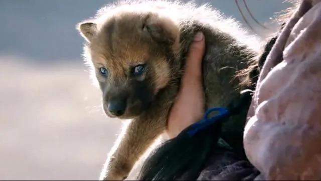 揭秘浴血奋战背后的神秘动物—探秘斗牛士的英勇与智慧