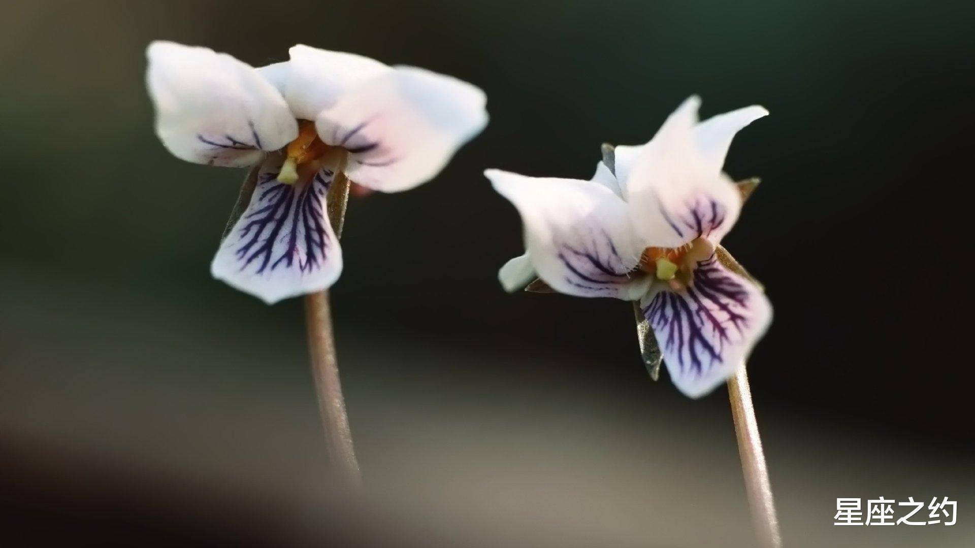 春蚕抽丝猜一生肖，神秘解释落实