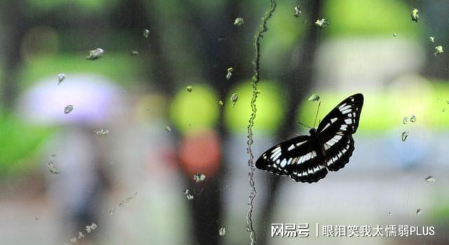 秋雨绵绵话生肖—解密牛的坚韧与收获