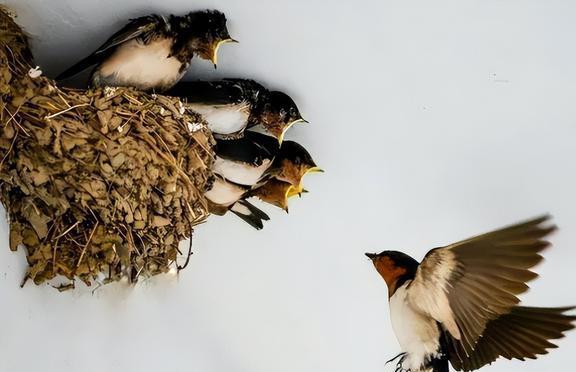 揭秘休戚与共之谜，探寻背后的动物寓意