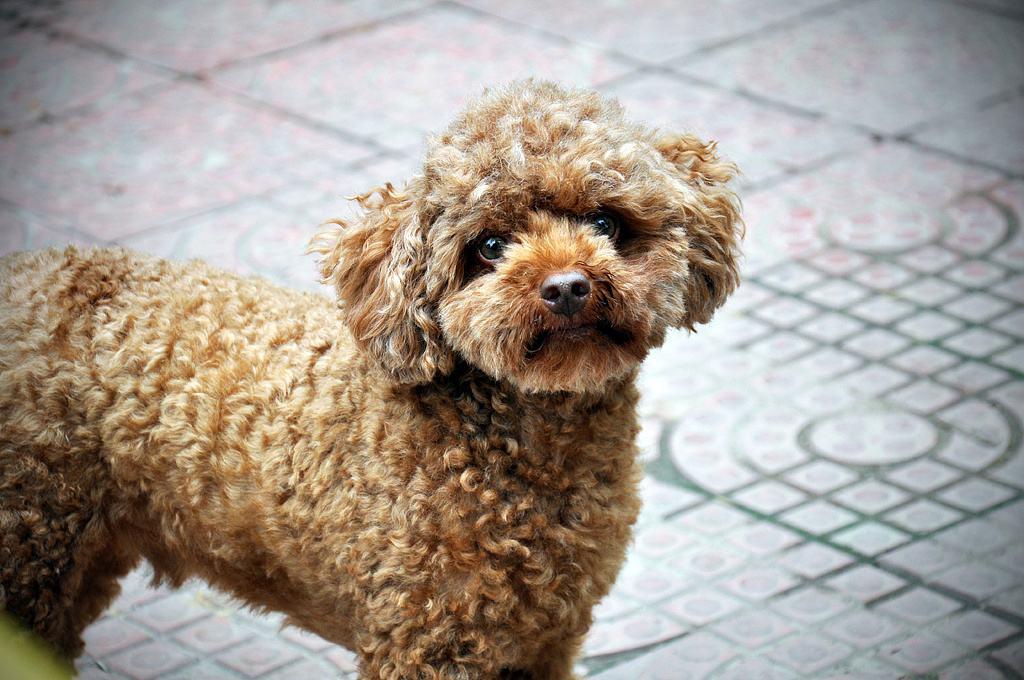 喜欢骂人的生肖，一语中的，全面解析