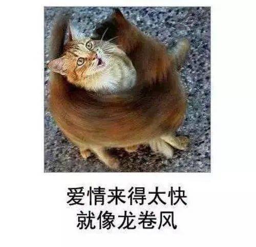 看中羊头两只角打一正确生肖，深度解析与落实