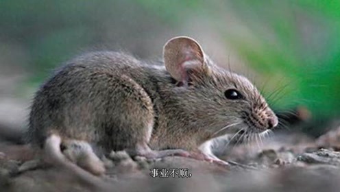 慎言慎行，揭示生肖中的智慧之选—鼠