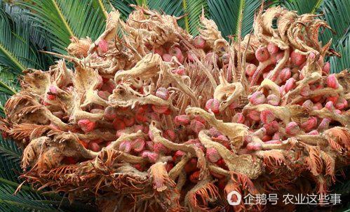 铁树开花，谜语中的智慧与自然之趣—猜一动物