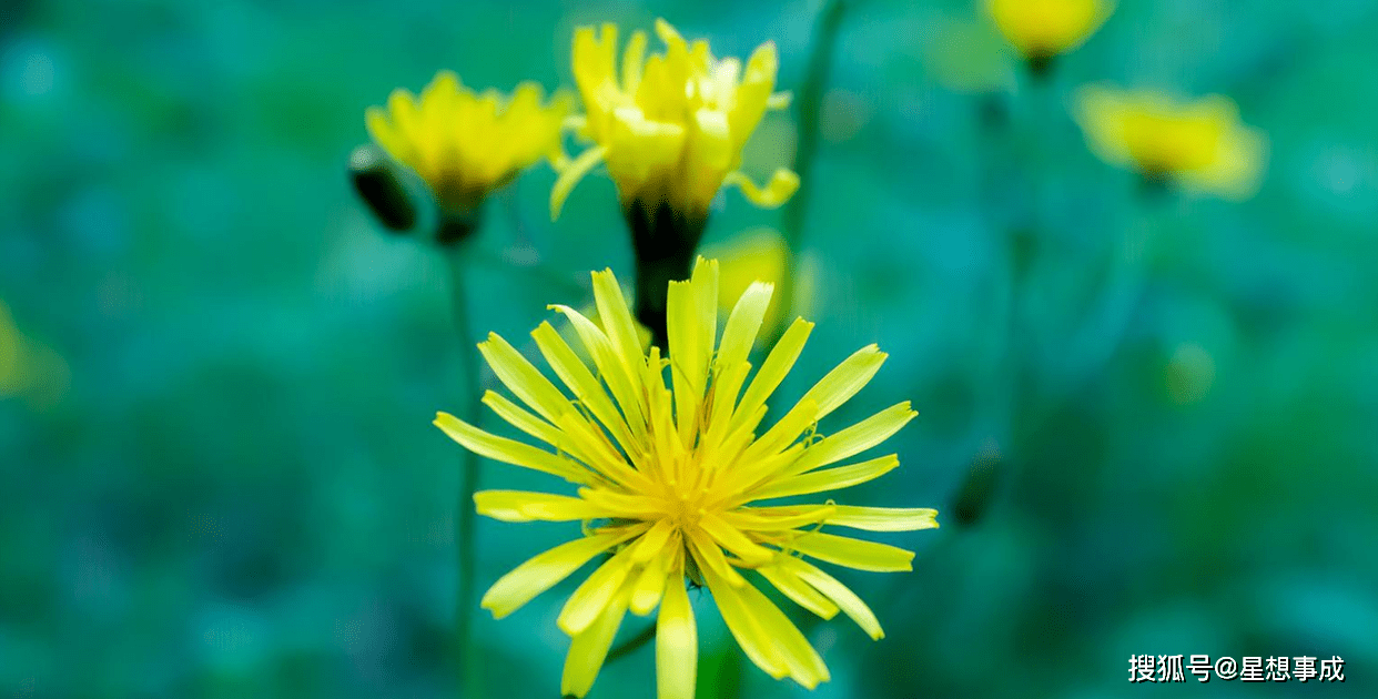 绿花映生肖，揭秘本命带绿花的神秘生肖