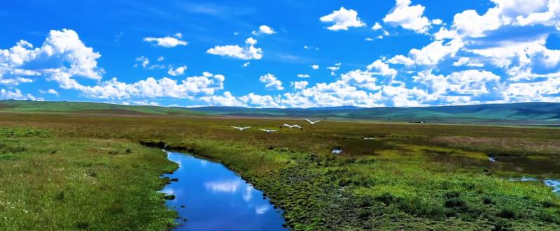 十二生肖口诀速记，成就解释落实