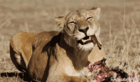 咬紧牙根猜一动物，背后的坚韧与不屈