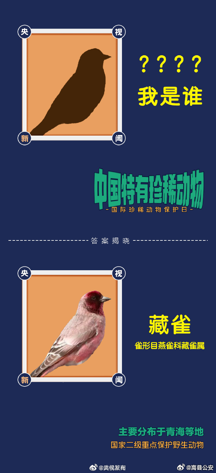 假公营私猜一动物，从民意中探寻答案的趣味之旅