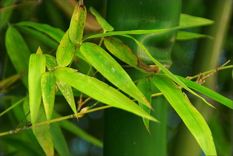 胸有成竹生肖，的不安分之选