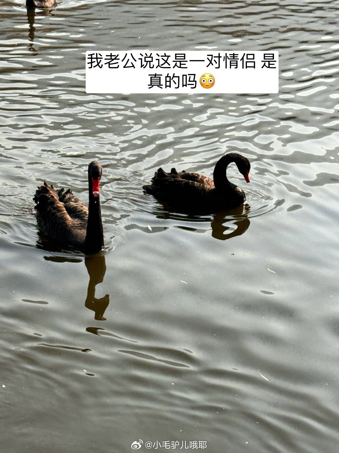 点滴归公猜一动物，非凡解释落实