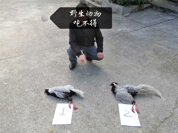 假公营私猜一动物，从民意中探寻答案的趣味之旅