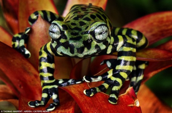 滚瓜溜油猜一动物，采民作答落实解释