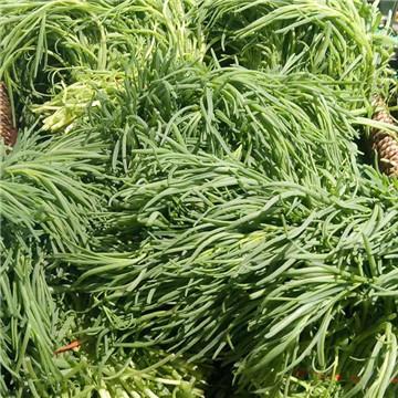 五花八门是什么生肖，的社会进步与文化解析