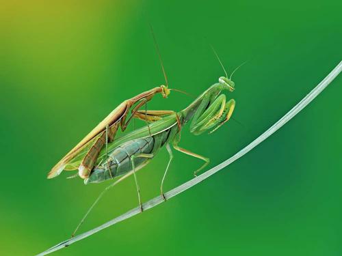 铁石心肠猜一动物，正确解释与落实