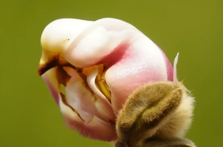 含苞欲放猜一动物，正确解释与落实